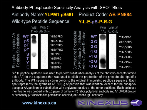 AB-PN684