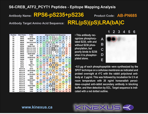 AB-PN685