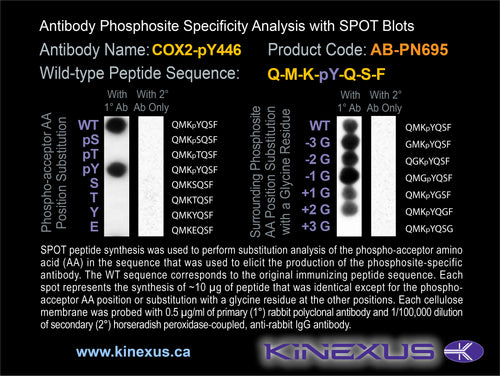 AB-PN695