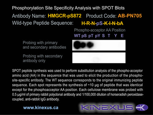 AB-PN705