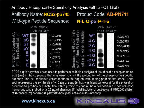 AB-PN711