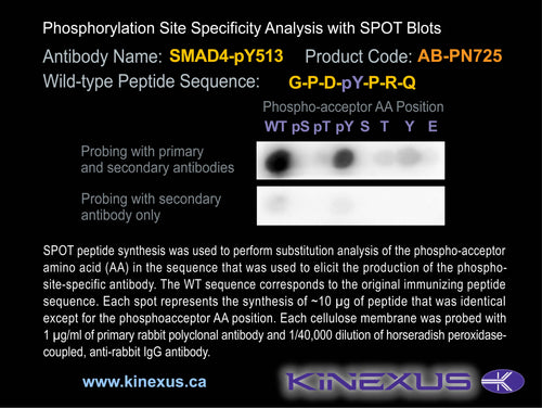 AB-PN725