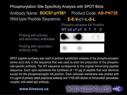 AB-PN728