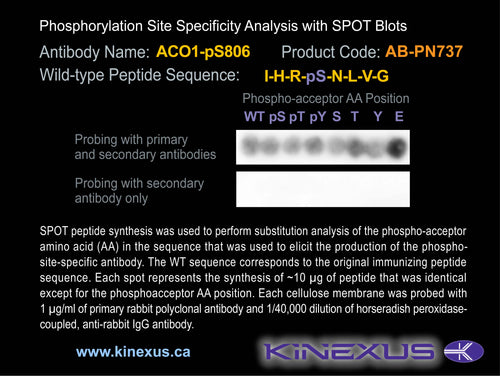 AB-PN737