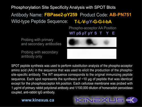 AB-PN751