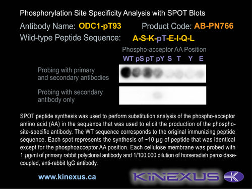 AB-PN766