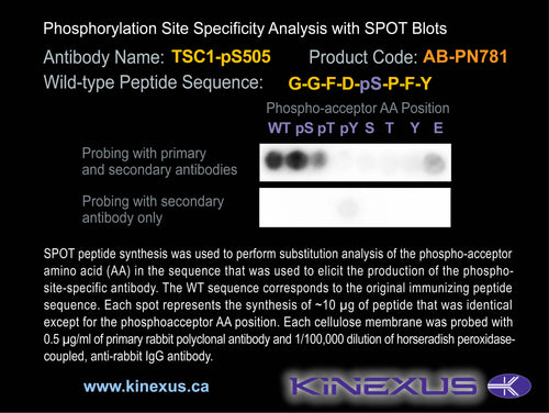 AB-PN781