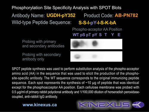 AB-PN782