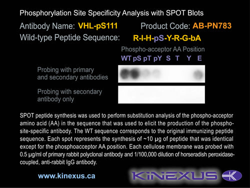 AB-PN783