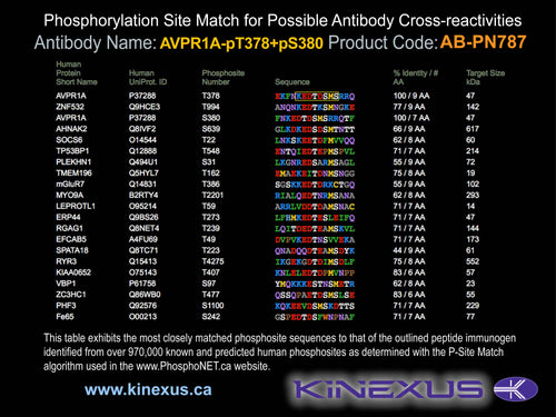 AB-PN787