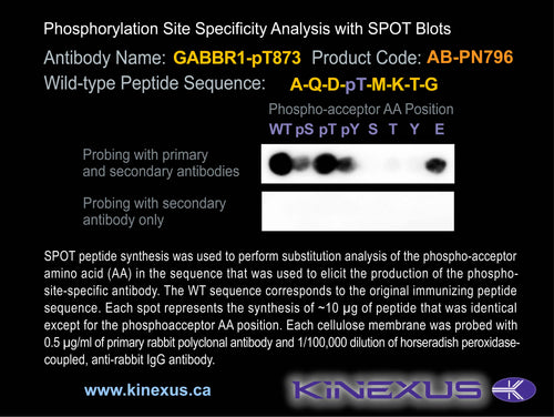 AB-PN796