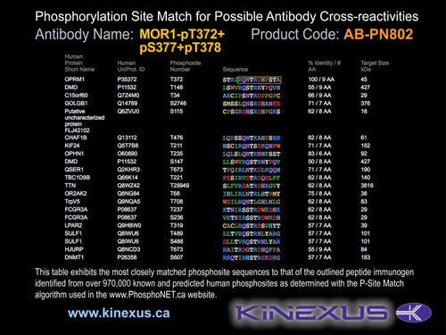 AB-PN802