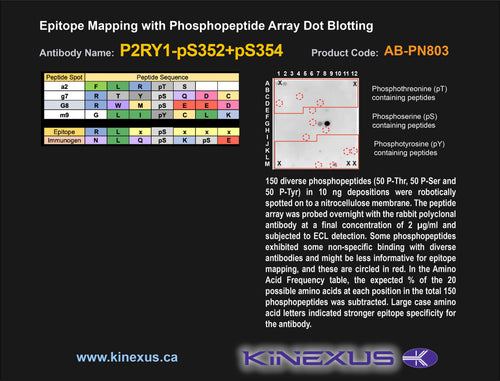AB-PN803