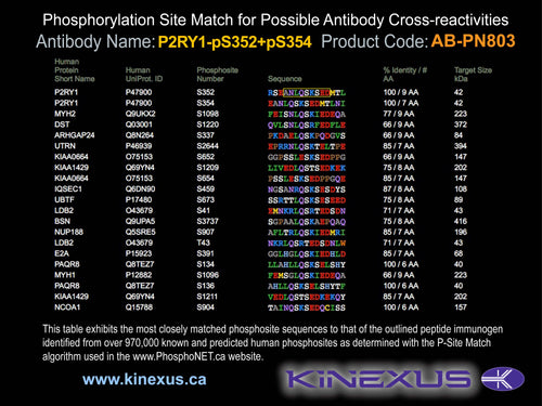 AB-PN803