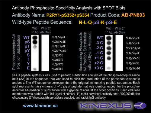 AB-PN803