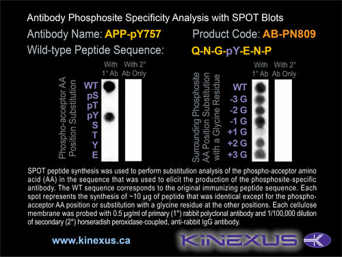 AB-PN809