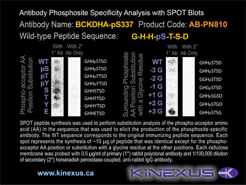 AB-PN810