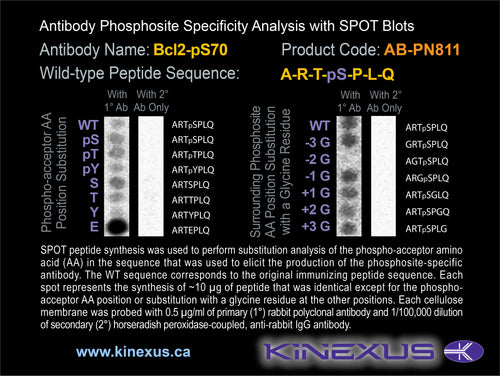 AB-PN811