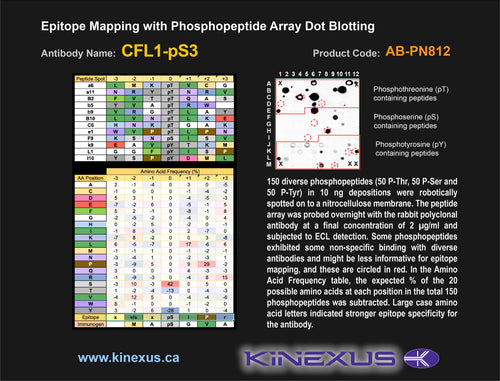 AB-PN812