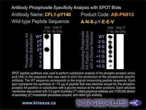 AB-PN813