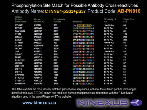 AB-PN816