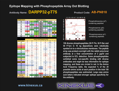 AB-PN818