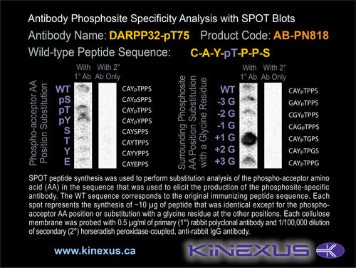AB-PN818