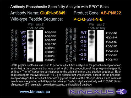 AB-PN822