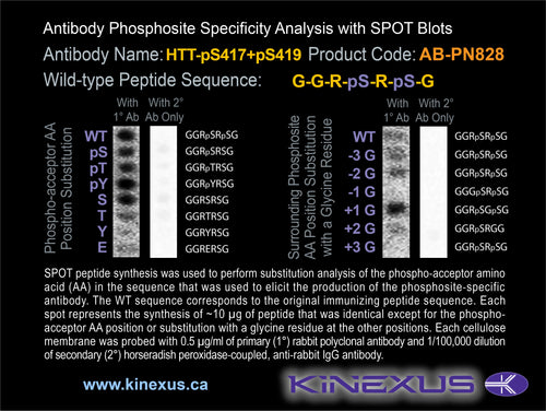 AB-PN828
