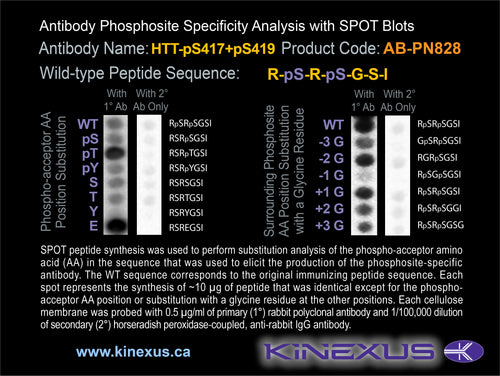 AB-PN828