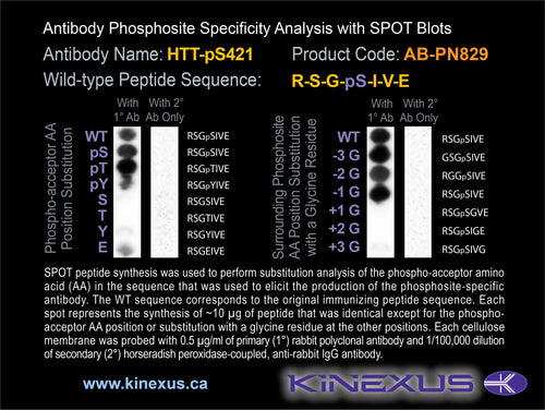AB-PN829