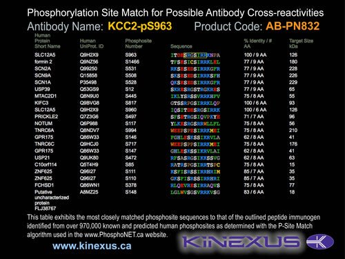 AB-PN832