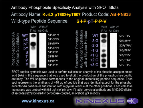 AB-PN833
