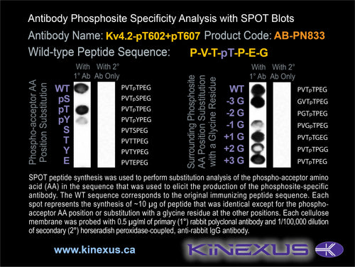AB-PN833