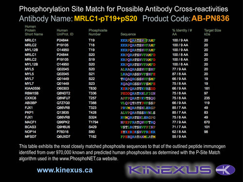 AB-PN836