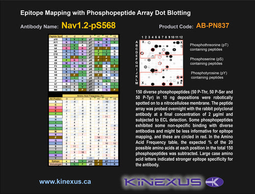 AB-PN837
