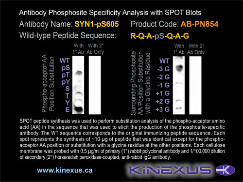 AB-PN854