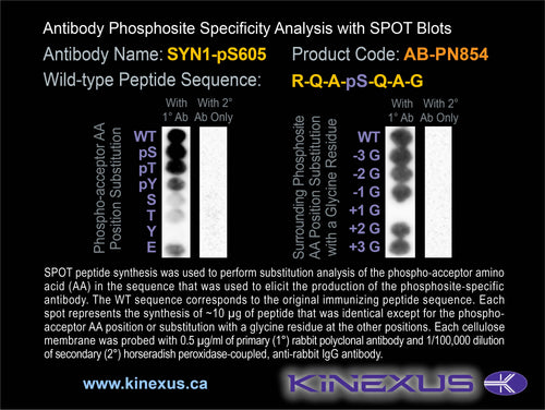AB-PN854