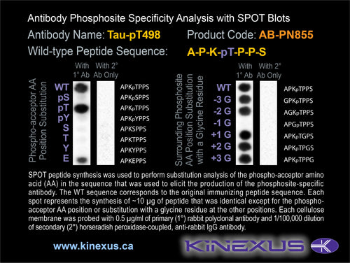 AB-PN855