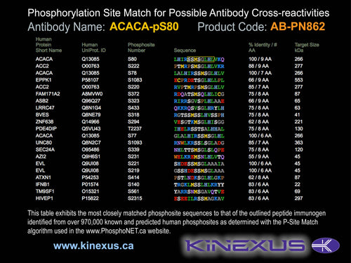 AB-PN862
