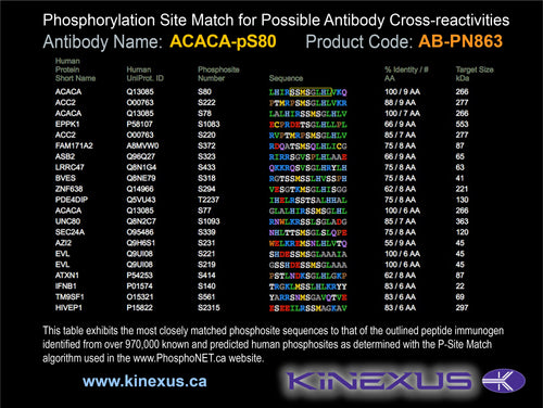 AB-PN863