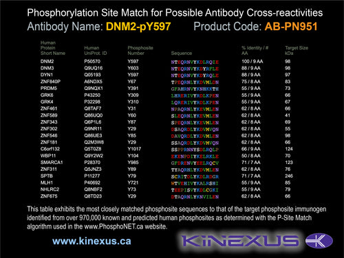 AB-PN951