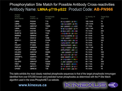 AB-PN966