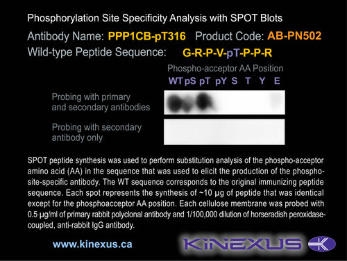 AB-PP502