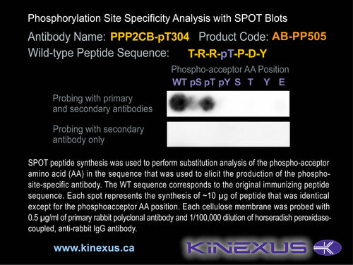AB-PP505