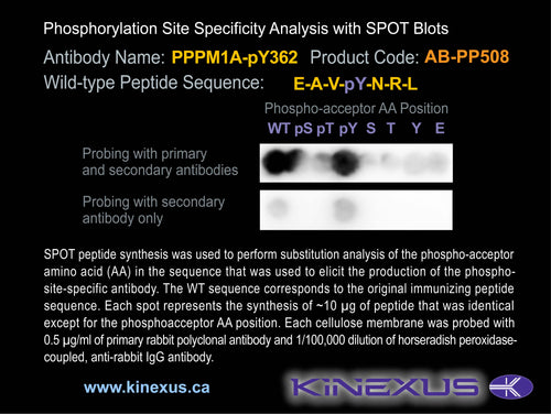 AB-PP508