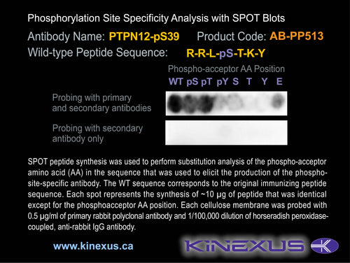 AB-PP513