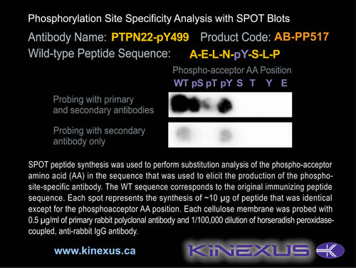 AB-PP517