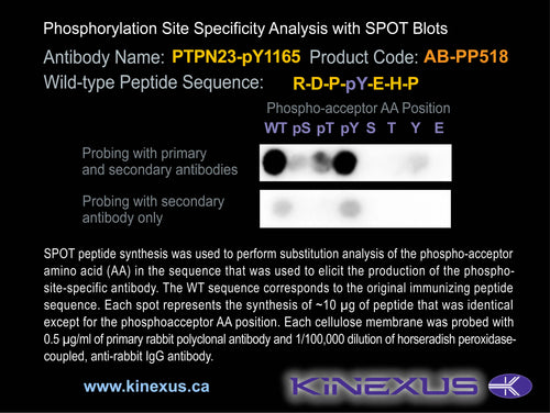 AB-PP518