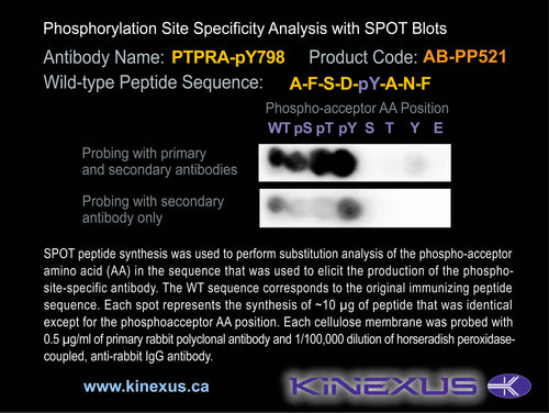 AB-PP521